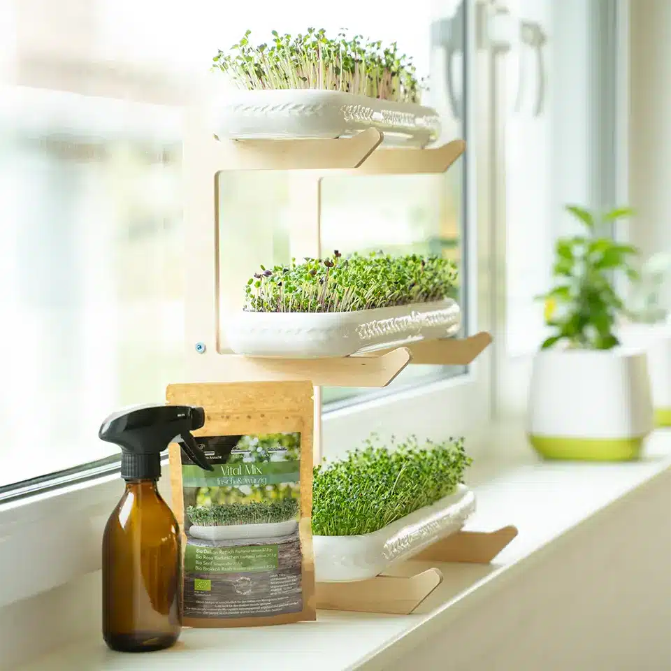 Selbstversorger Mini Garten mit drei Anzuchtschalen auf der Fensterbank