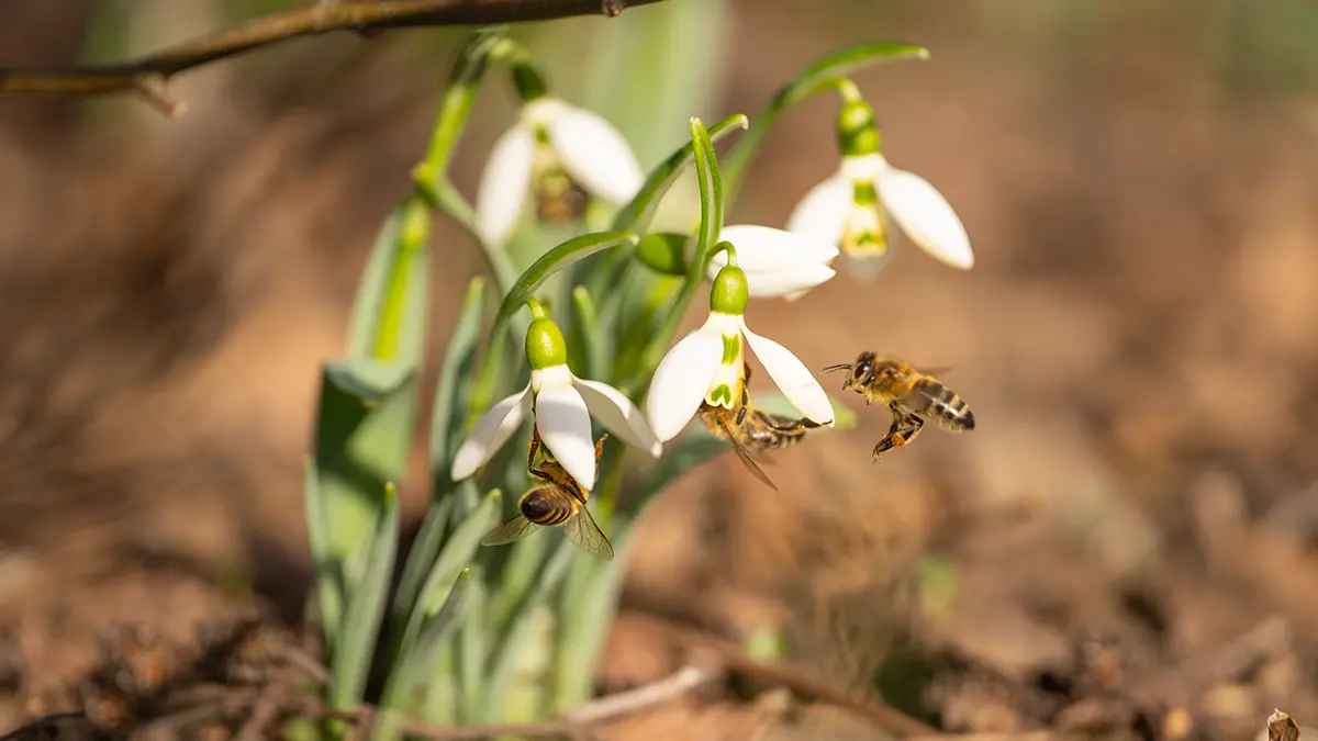 Schneeglöckchen (Galanthus nivalis) im zeitigen Frühjahr – die beliebte Frühblüher-Pflanze ist giftig und sollte nicht mit essbaren Wildkräutern verwechselt werden