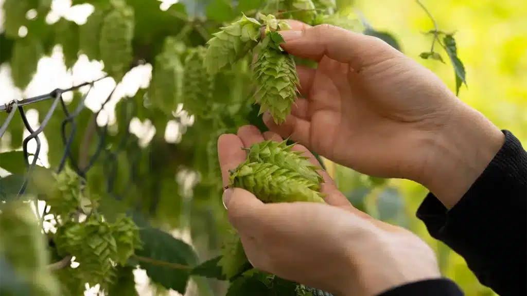 Frische Hopfenzapfen werden von Hand geerntet – perfektes Ritual zum Räuchern im September