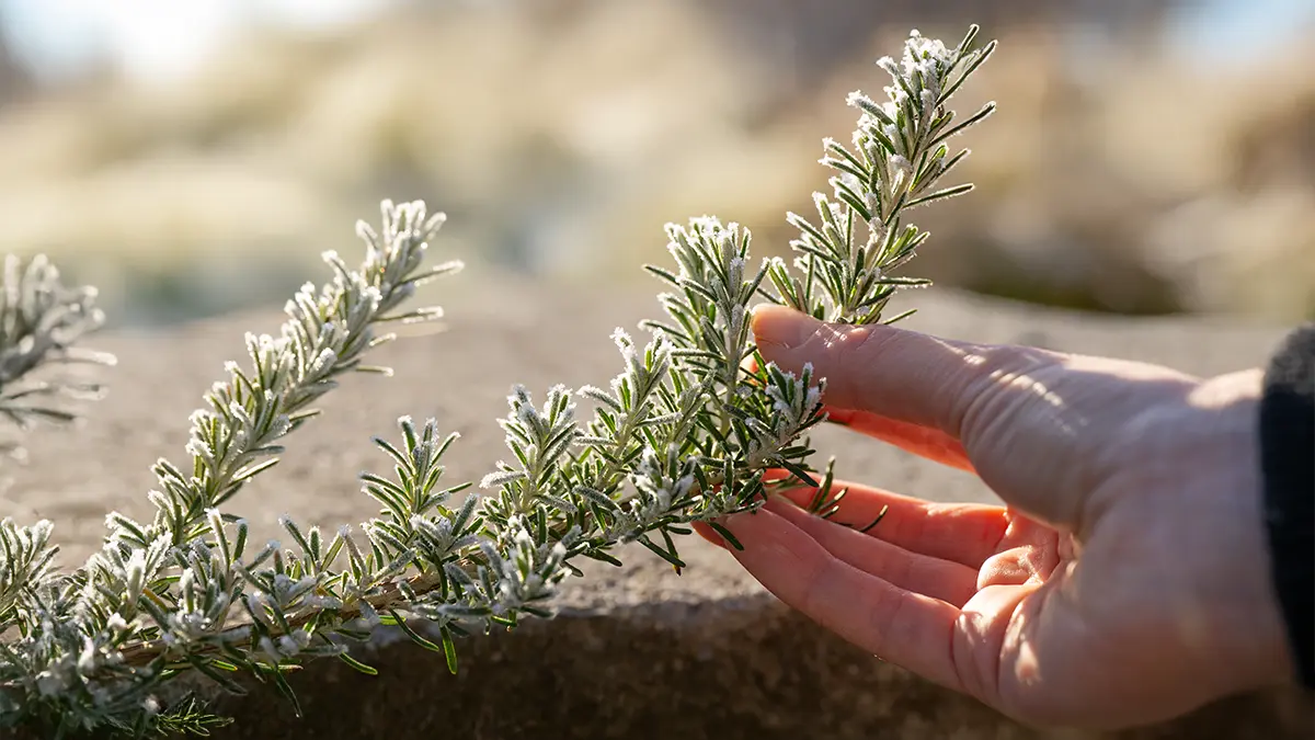 Winterharte Küchenkräuter nach einer Frostnacht in der prallen Wintersonne – Rosmarin als Beispiel für Sonnen-Frost-Stress
