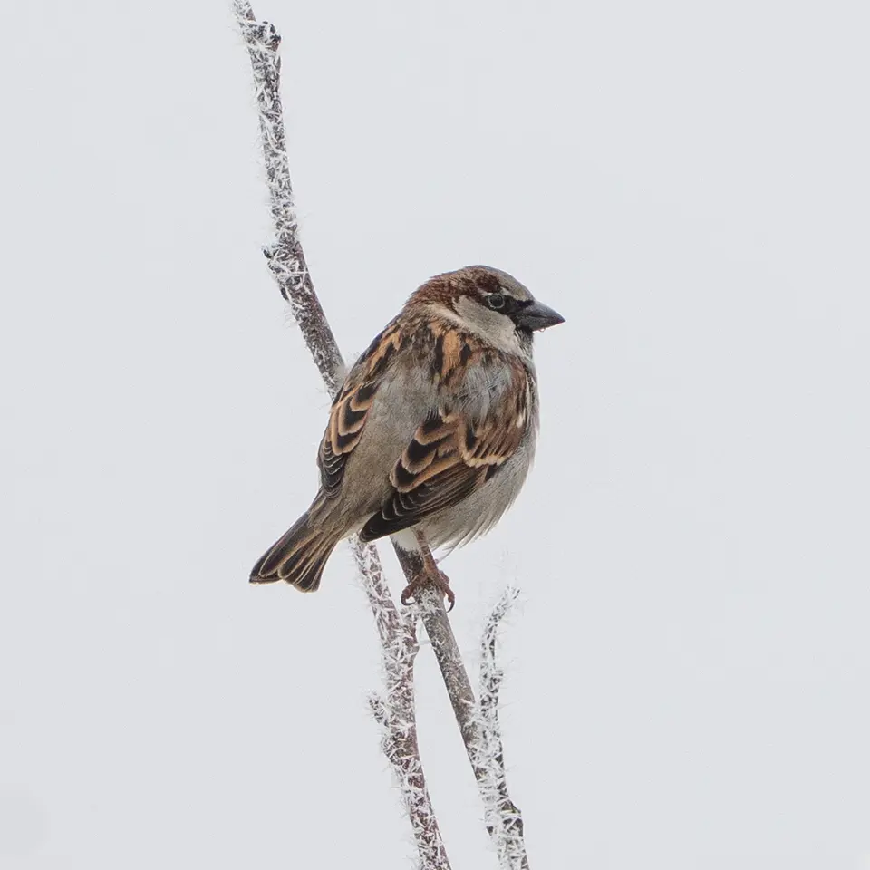 Sperling sucht im Winter nach Nahrung