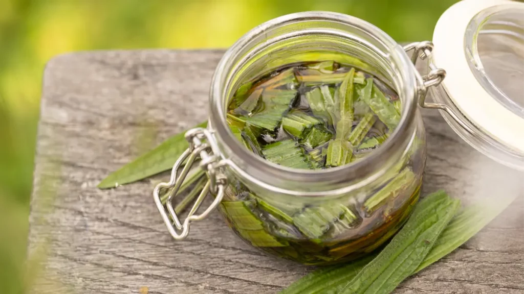 Selbstgemachter Spitzwegerich-Hustensaft im November – natürliches Hausmittel gegen Husten und Halsschmerzen aus frischen Wildkräutern.