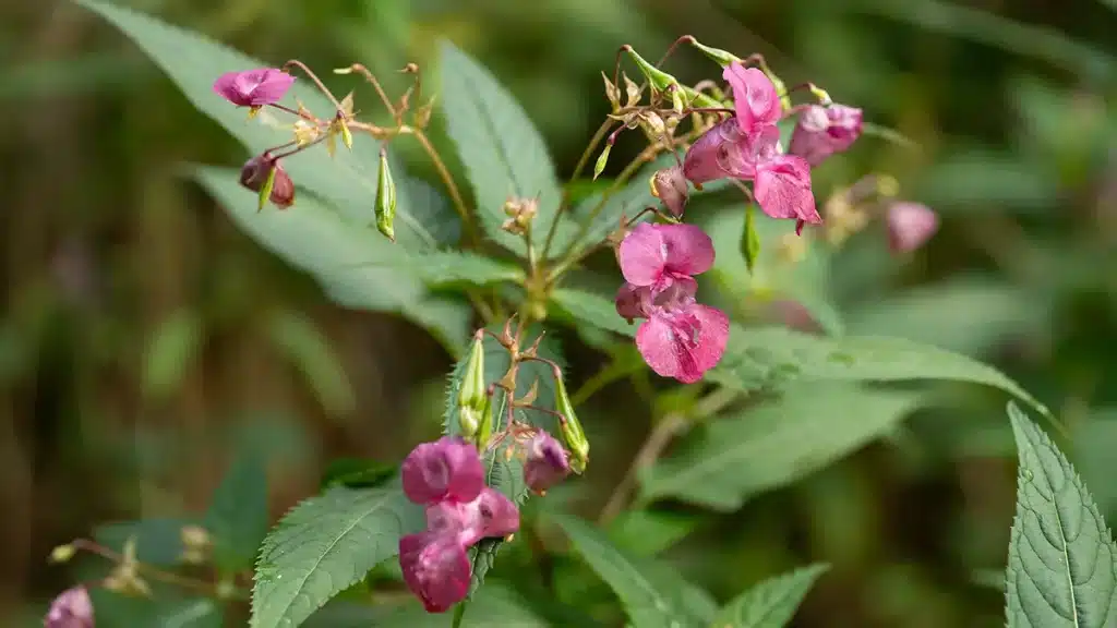 Blühendes Indisches Springkraut im September – umstrittene Bienenweide und invasiver Neophyt