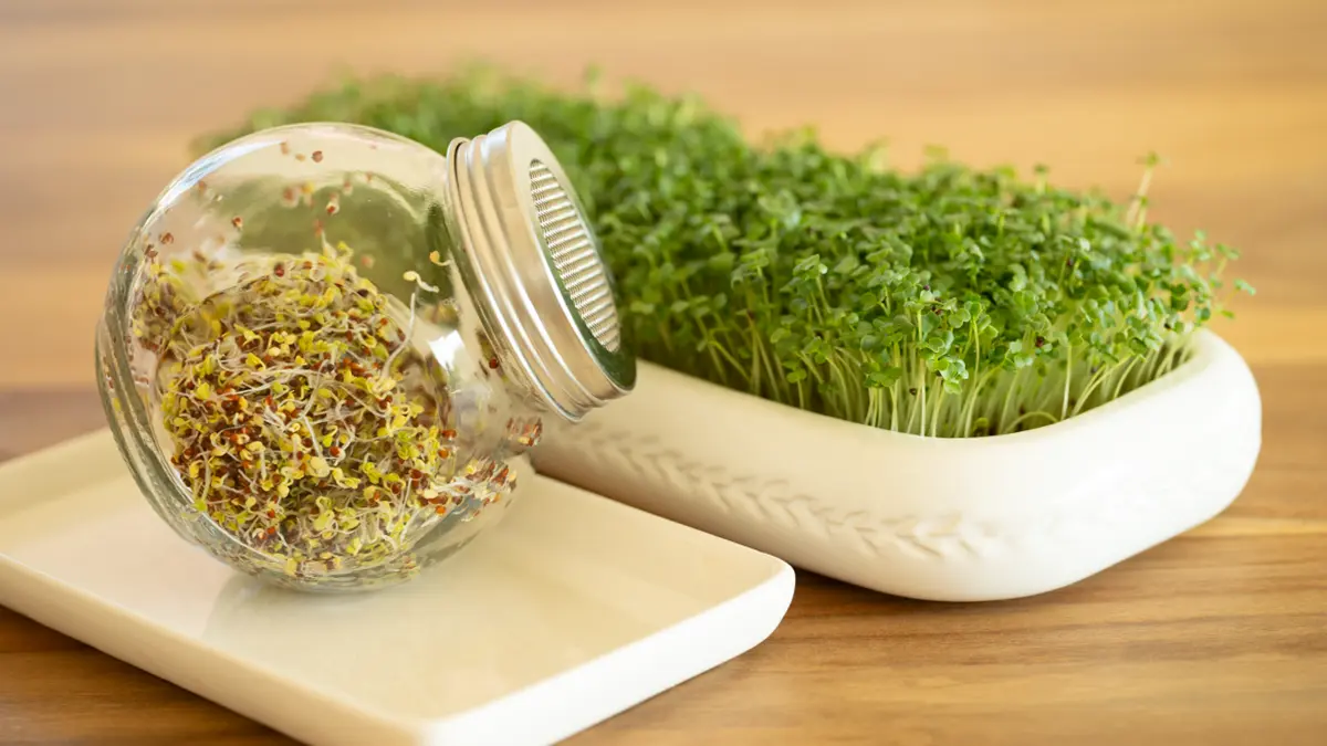 Wir erklären, warum Sprossen nicht immer die beste Wahl sind