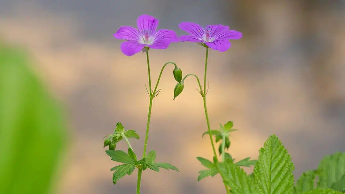 Storchschnabel im Mai entdecken