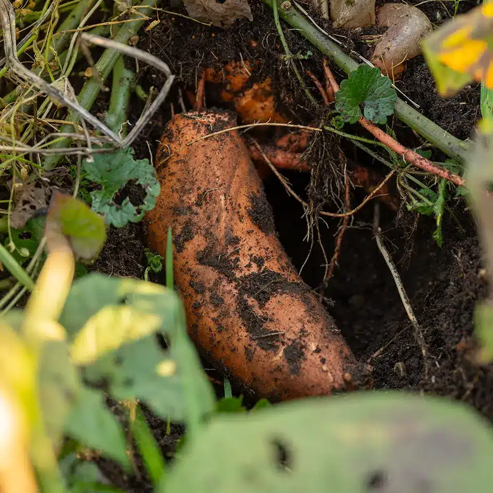 Süßkartoffel im Garten