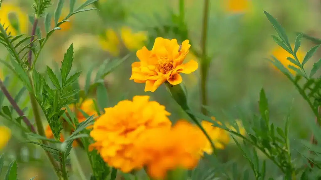 Leuchtend orangefarbene Tagetes im herbstlichen Garten – vielseitige Heilpflanze und Zierblume im Oktober
