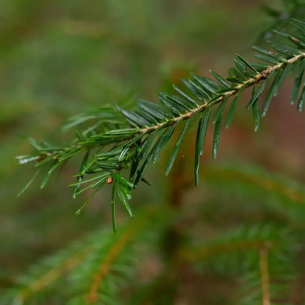 Tannennadeln für Tee nutzen