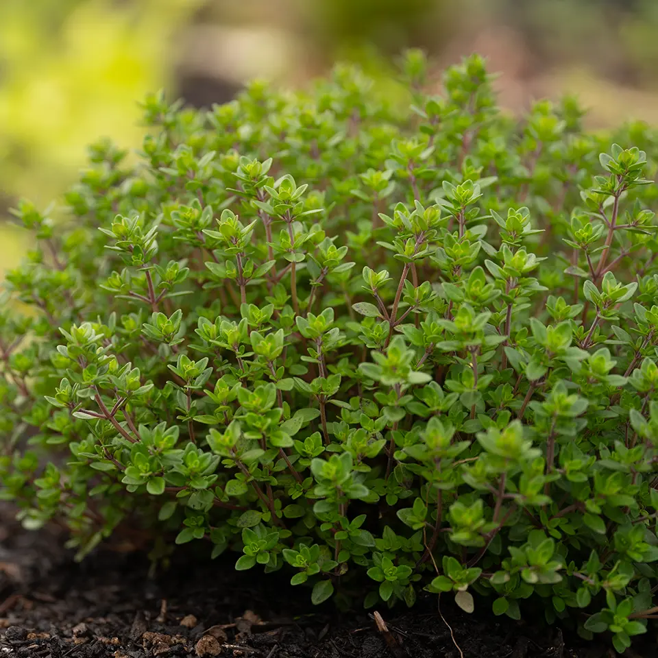 Thymian löst Schleim