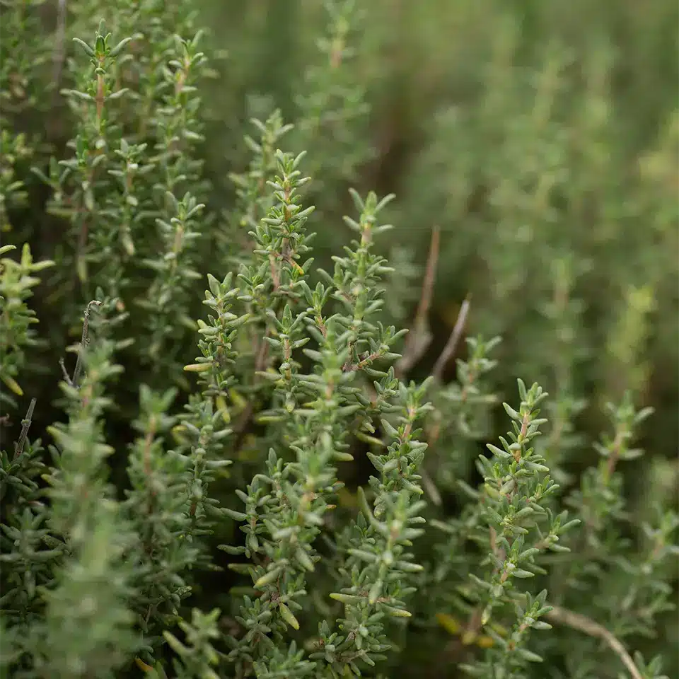 Thymian als Heilpflanze im November nutzen