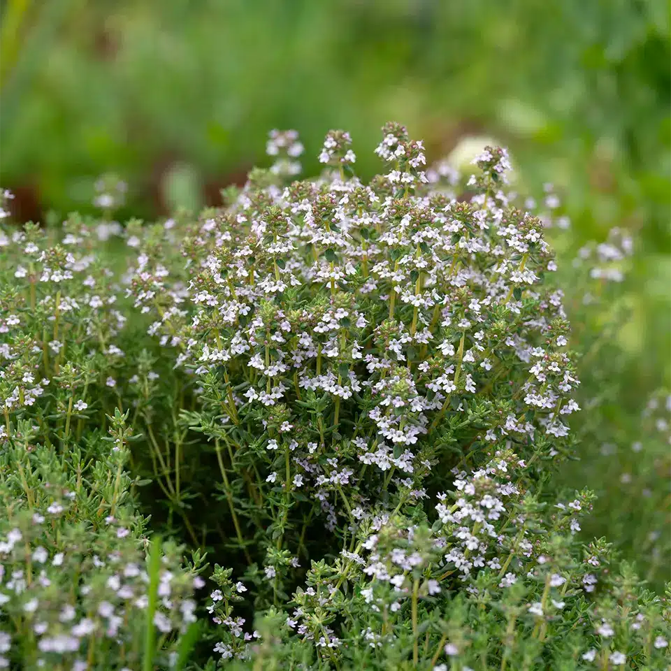 Thymian im August