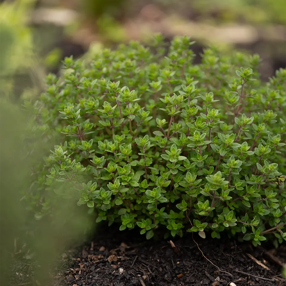 Thymian wächst im Garten