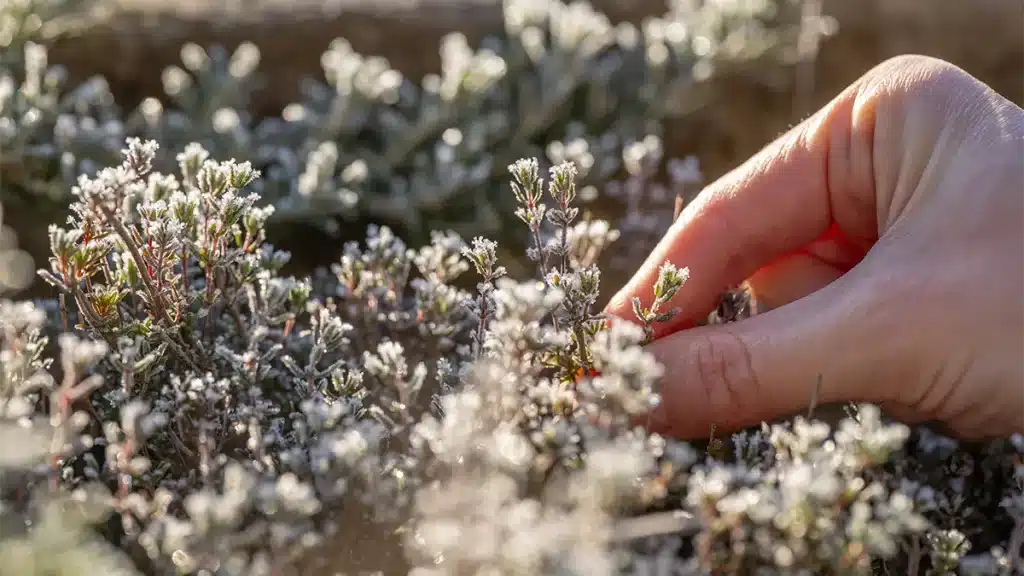 Hand berührt frostigen Thymian im Garten – winterliche Aufnahme von Thymian im November.