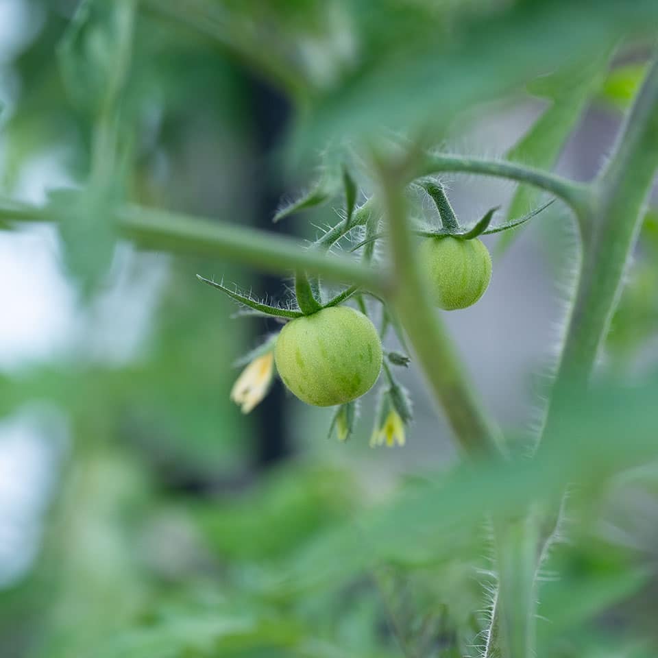 Tomaten zusammen mit Basilikum pflanzen