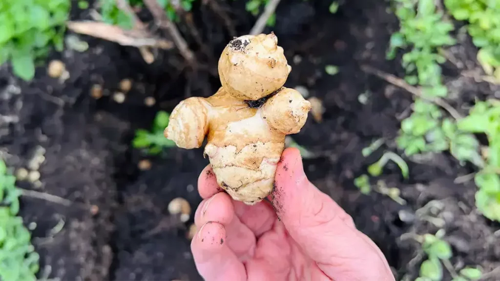 Frisch geerntete Topinambur-Knolle im Garten in der Hand gehalten