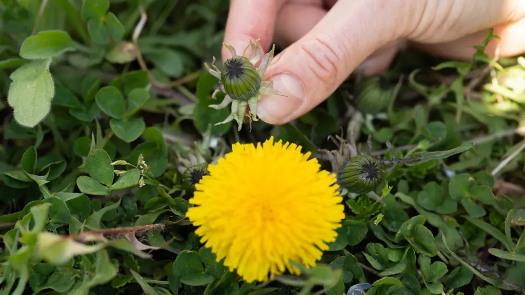 Löwenzahn im Rasen im März mit gelber Blüte und frischen Blättern als essbares Wildkraut