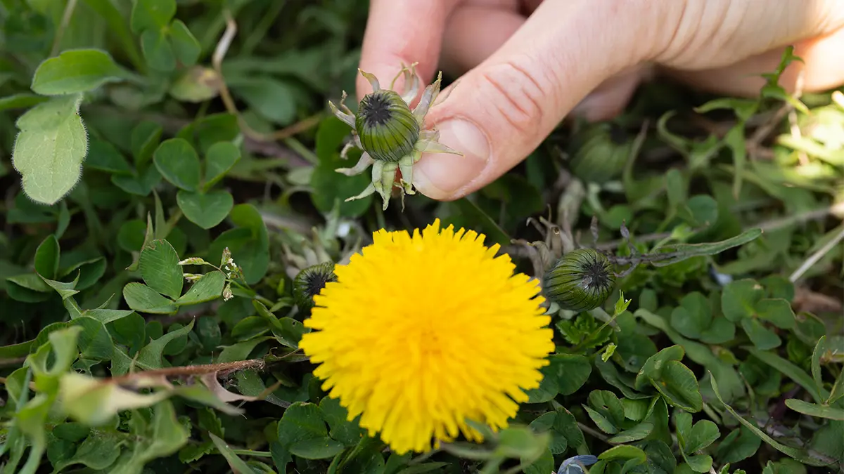 Löwenzahn im Rasen im März mit gelber Blüte und frischen Blättern als essbares Wildkraut