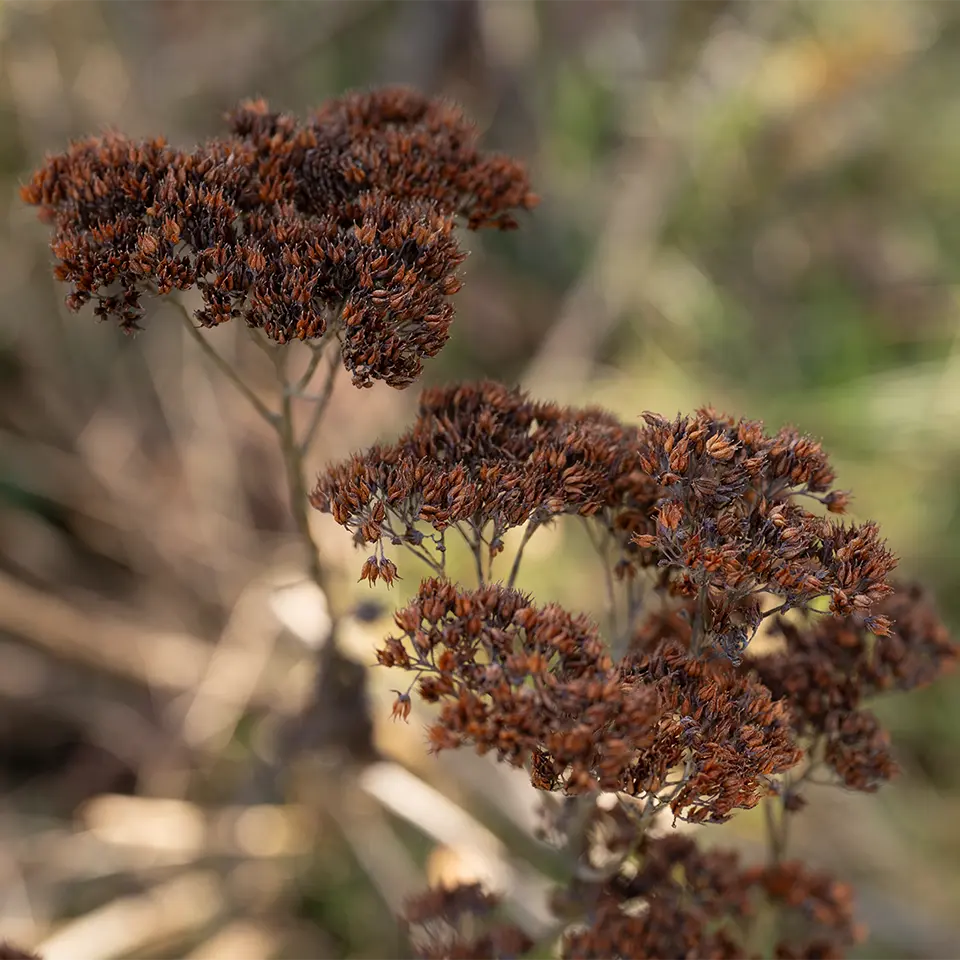 Verblühte Fetthenne im Winter