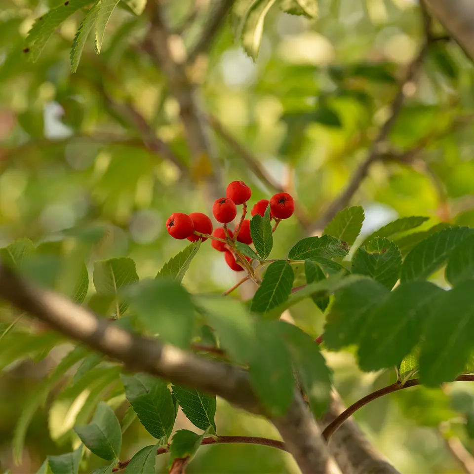 Vogelbeere wird auch Eberesche gennant