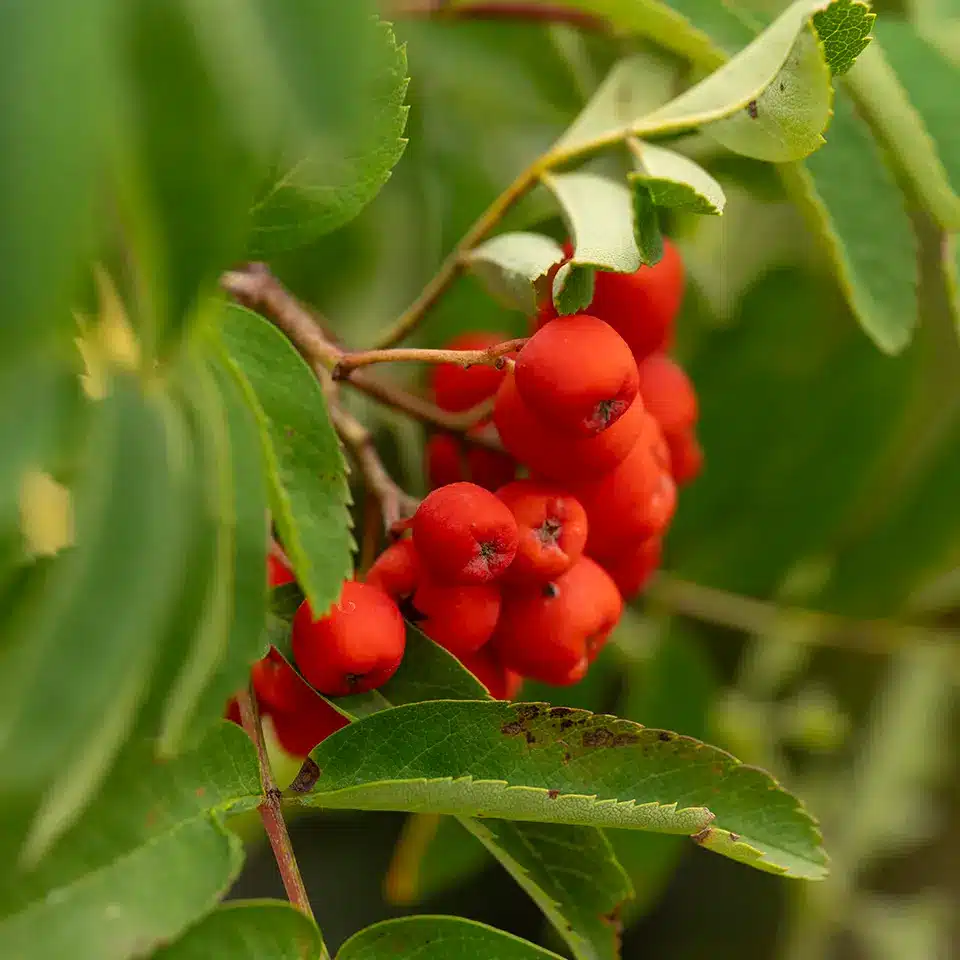 Rote Früchte der Vogelbeere
