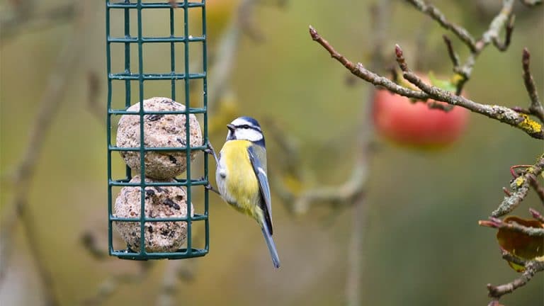 Sind die Netze der Meisenknödel gefährlich? Vogelfutter