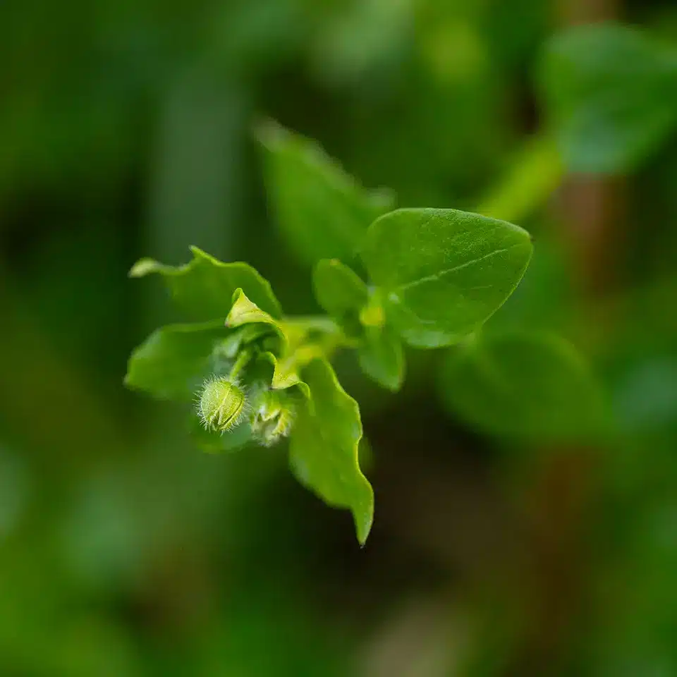 Blatt der Vogelmiere im November