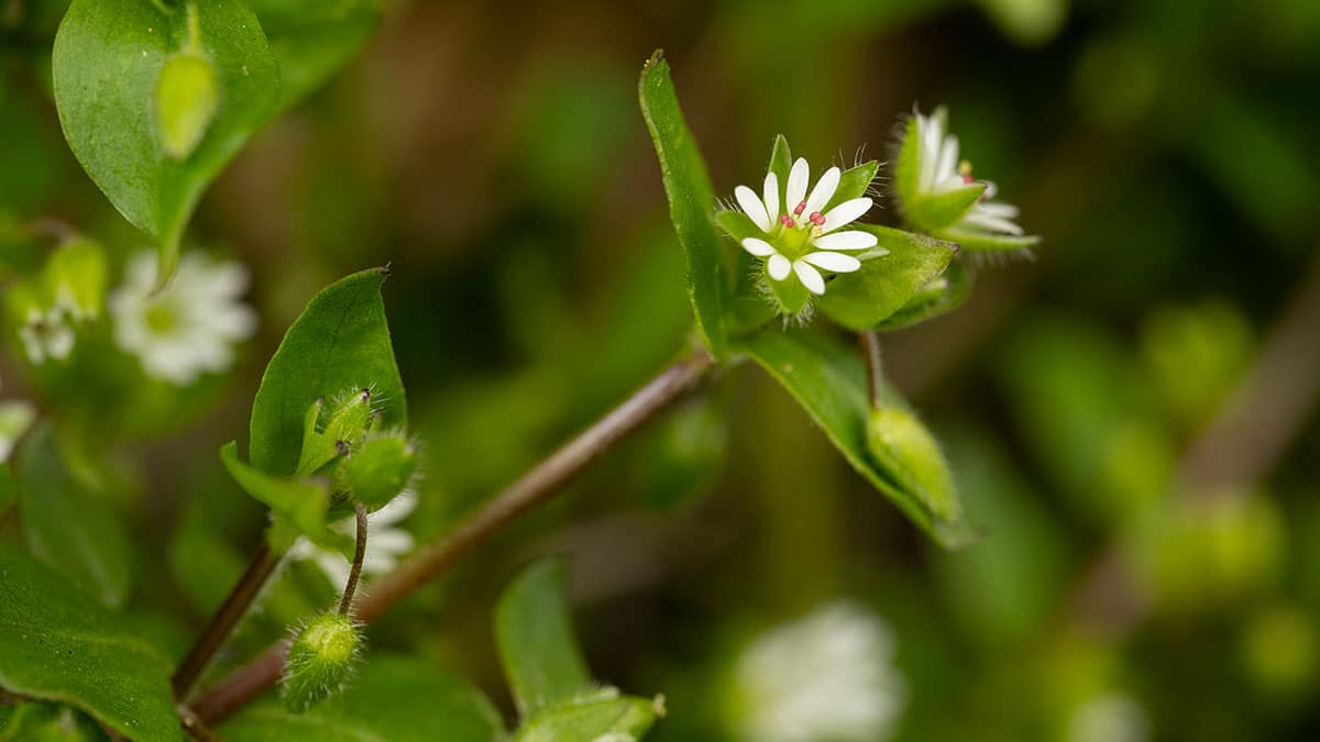 Vogelmiere erkennen und sammeln