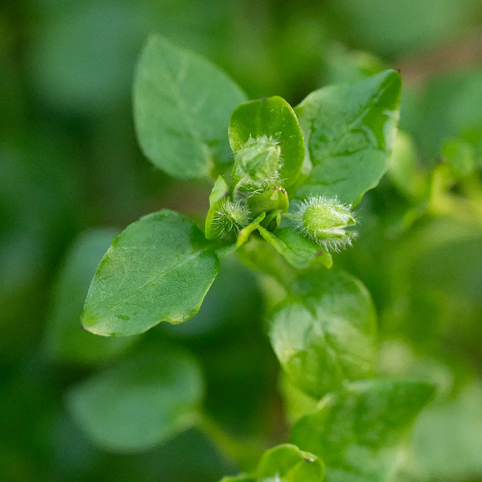 Vogelmiere im Frühling