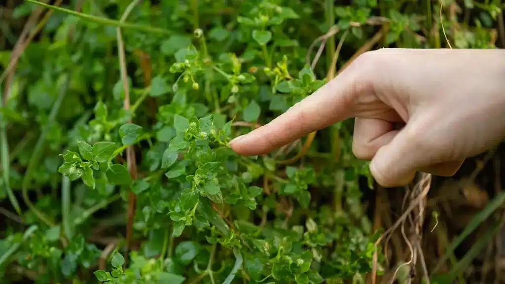 Eine Hand zeigt auf Vogelmiere im Garten – das essbare Wildkraut wächst auch im November und bleibt grün trotz Kälte.