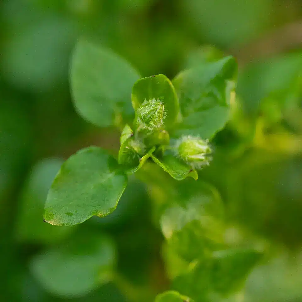 Vogelmiere Wildpflanze im November