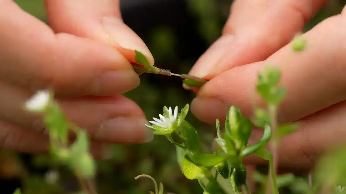 Vogelmiere - Winterkraut ersetzt Gemüse im Januar