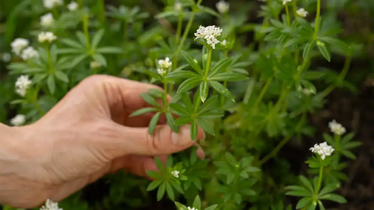 Waldmeiste im April - diesen Geschmack kennt jeder