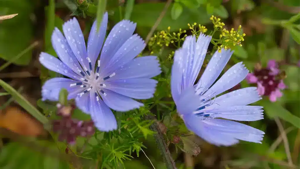 Wegwarte mit blauen Blüten im August – die Wurzel eignet sich perfekt zur Herstellung von wildem Zichorienkaffee