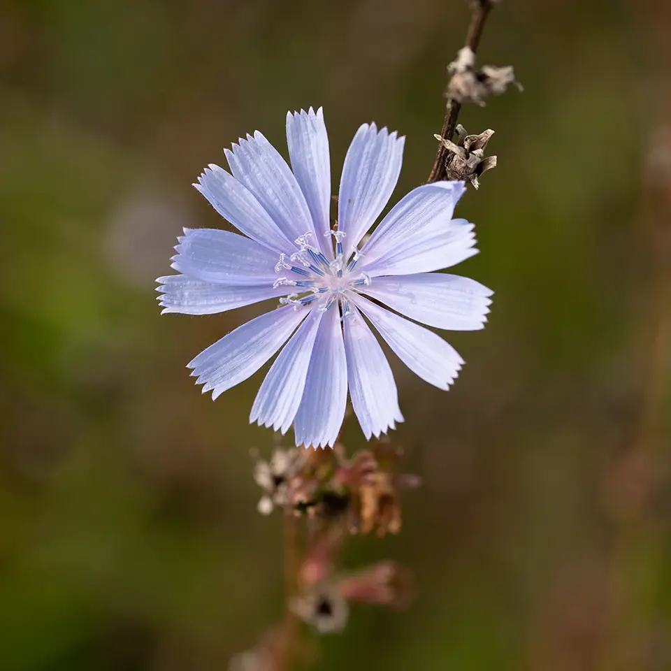 Wegwarte und Radicchio gehören zur selbe Pflanzengattung