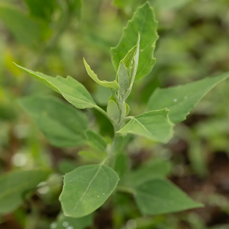 Weißer Gänsefuss im Garten