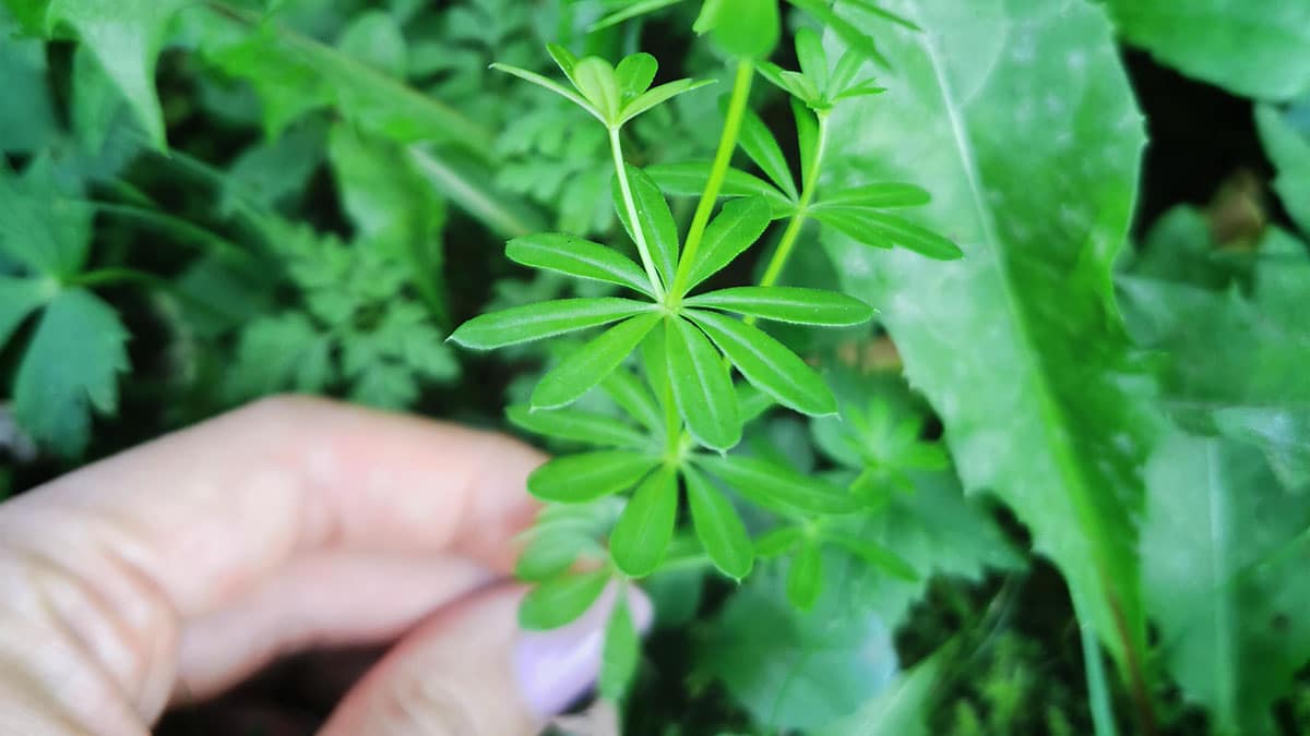 Wiesenlabkraut im März nutzen