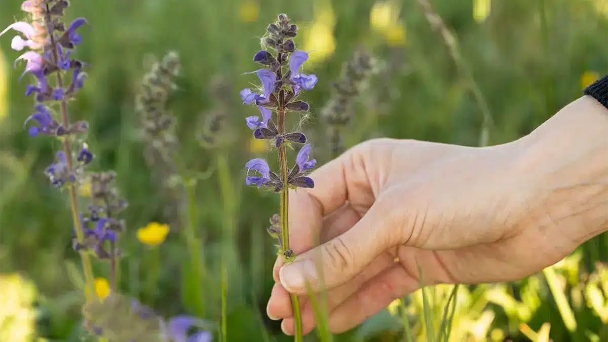 Wiesensalbei im Frühsommer