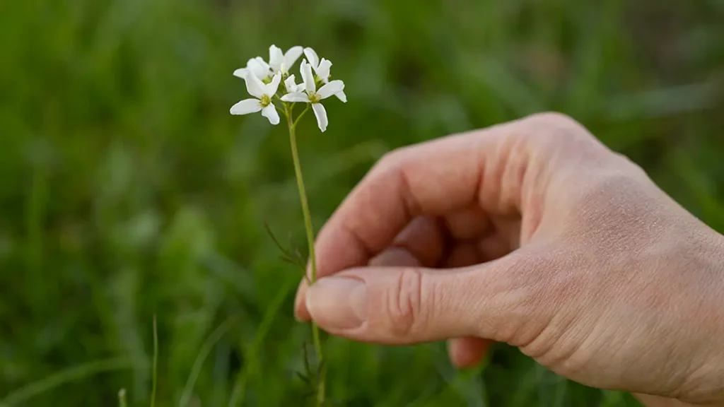 Wiesenschaumkraut im April sammeln – zarte weiße Blüten auf einer Frühlingswiese