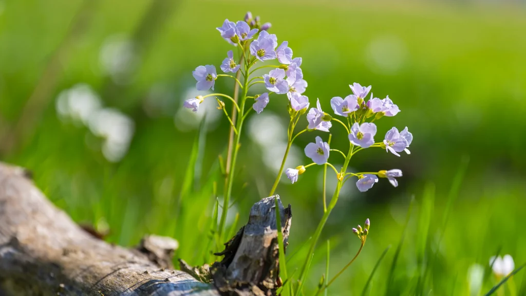 Wiesenschaumkraut im April sammeln – zarte weiße Blüten auf einer Frühlingswiese