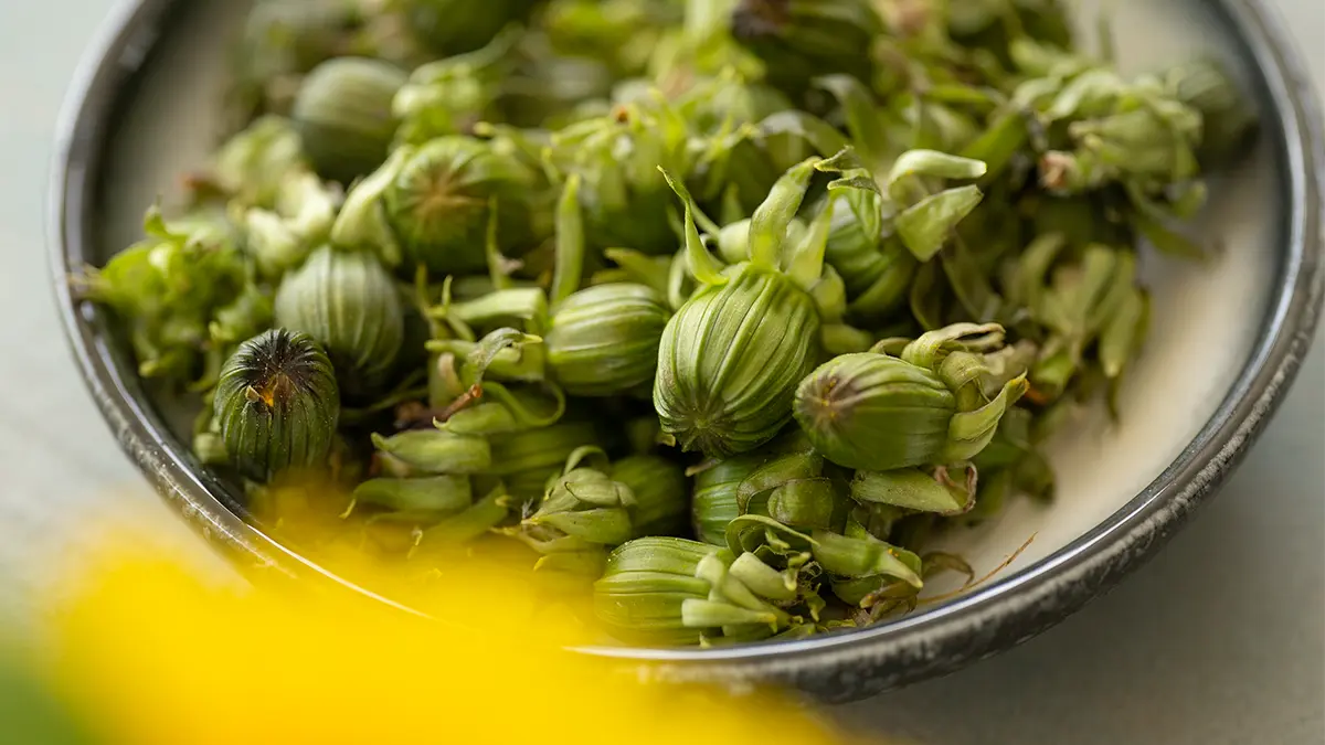 Löwenzahnknospen im April frisch gesammelt in Schale – essbare Wildkräuter Knospen