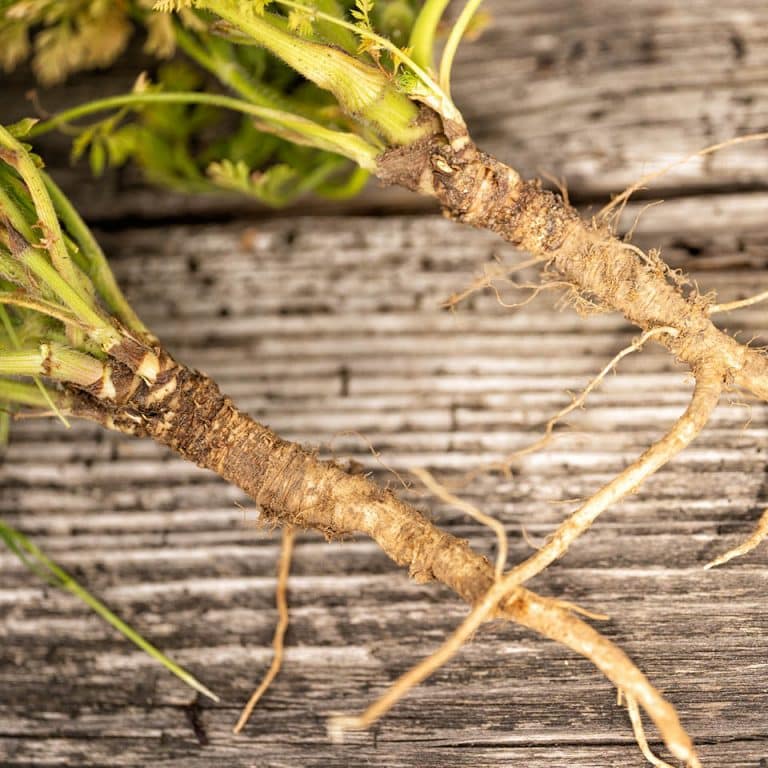 Wilde Möhre das vergessene kostenlose Gemüse aus der Natur Rezepte und Bestimmungstipps
