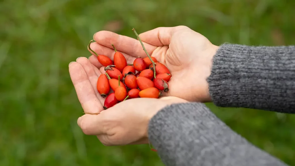 6 Wildfrüchte, die man im Oktober unbedingt sammeln sollte