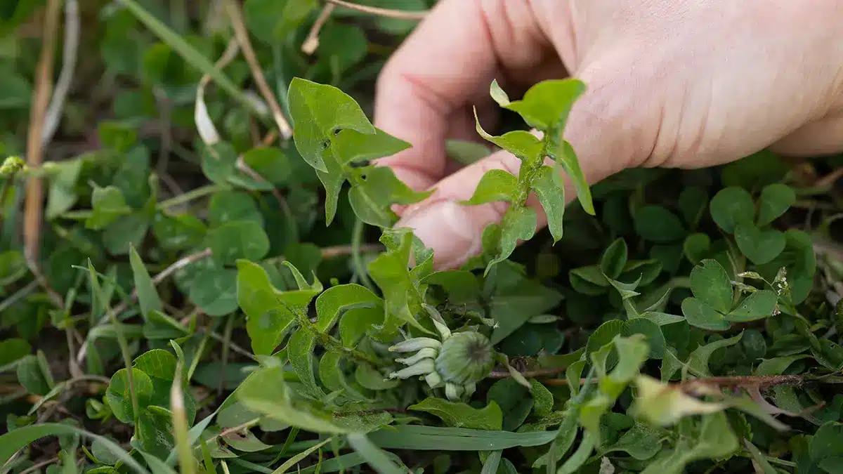 Wildgemüse im April