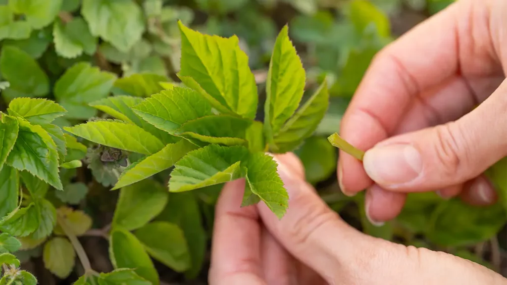 Wildkräuter im April sammeln – frische grüne Blätter werden von Hand gepflückt