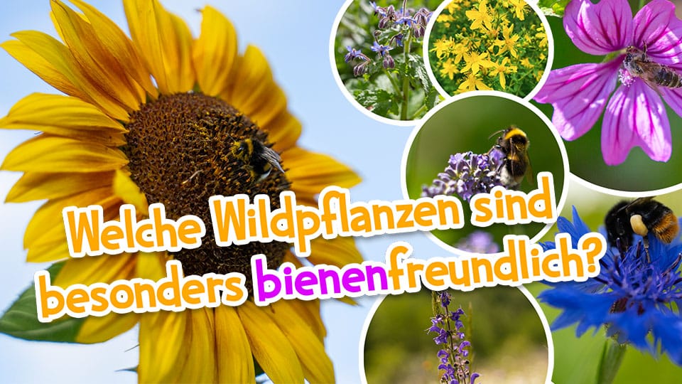 Welche Wildkräuter sind besonders bienenfreundlich?