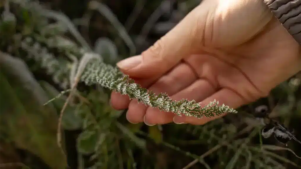 Hand hält frische Schafgarbe im Winter – essbare Wildkräuter, die auch im Dezember noch wachsen