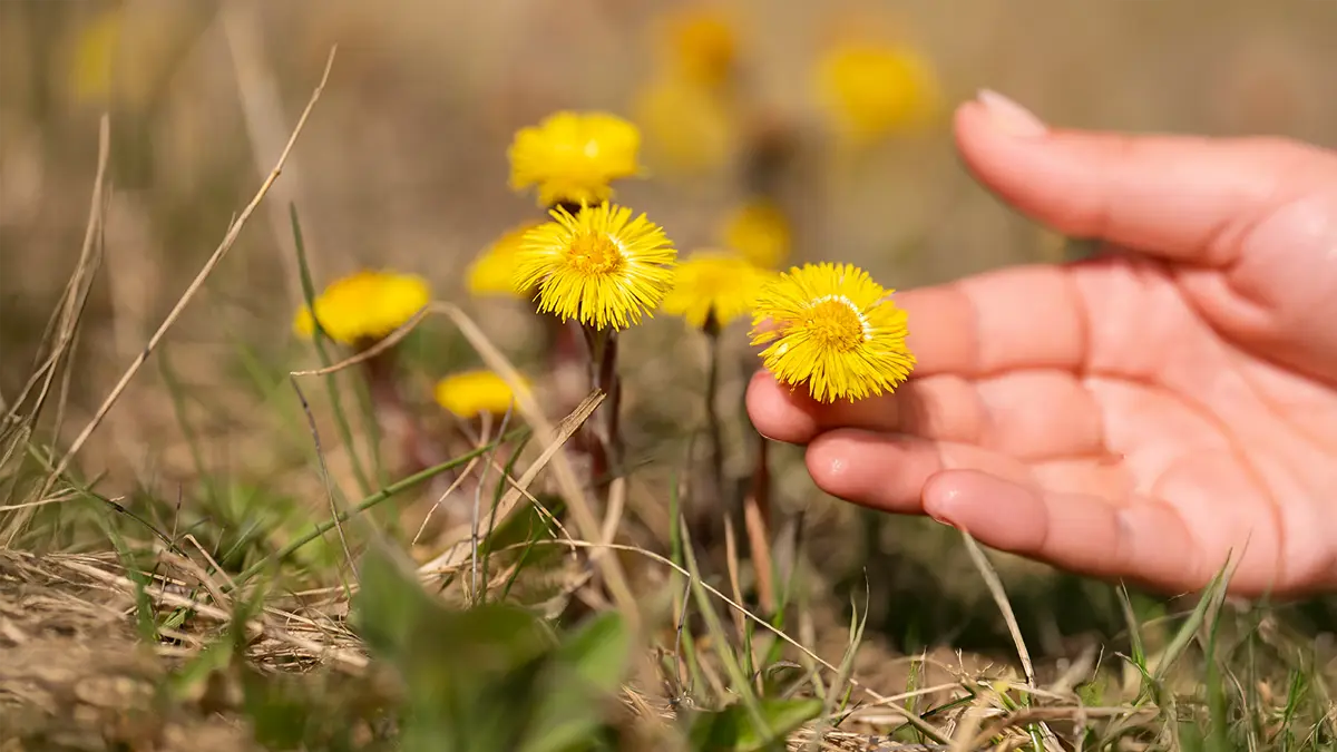 Wildkräuter im Februar
