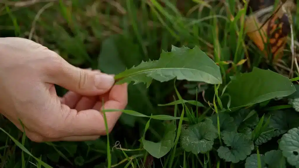 Hand pflückt Wildkräuter im November – essbare Kräuter und Heilpflanzen im Spätherbst sammeln.