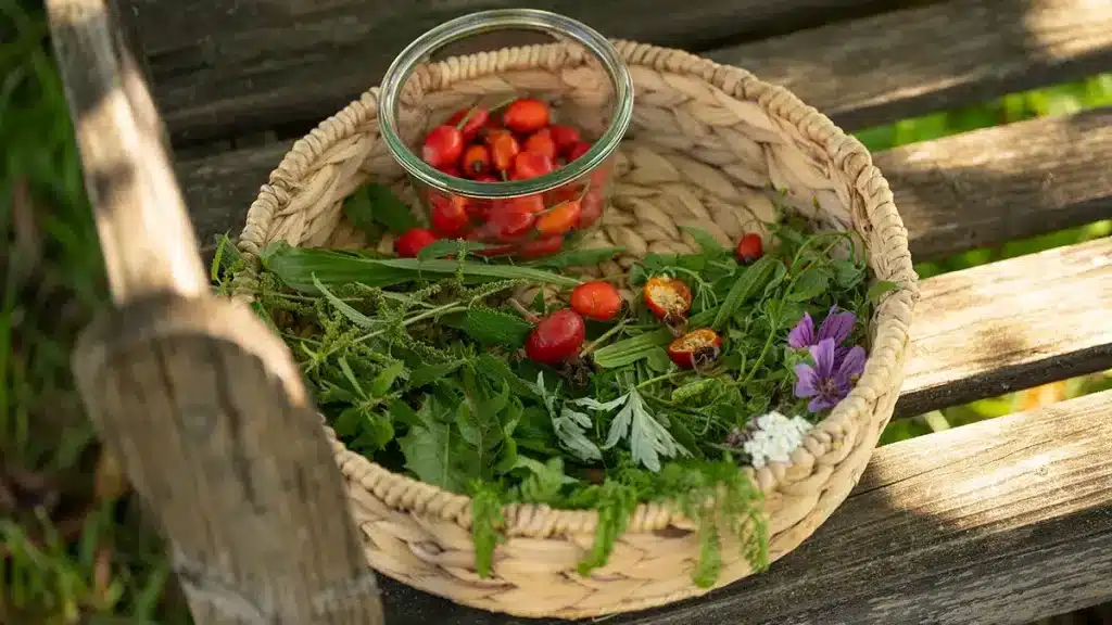 Korb mit frisch gesammelten Wildkräutern und Hagebutten im Oktober auf einer Holzbank im Garten