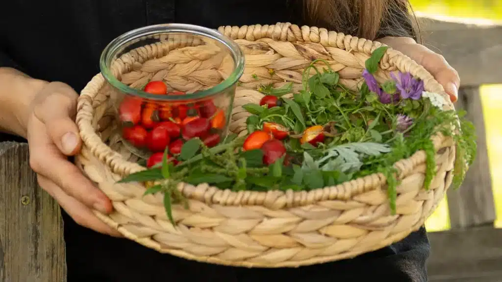 Korb mit frisch gesammelten Wildkräutern und Hagebutten im September – essbare Wildpflanzen erkennen und nutzen